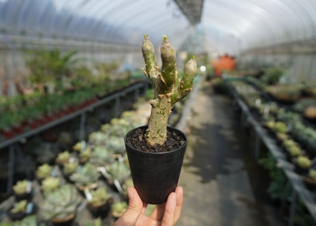 チレコドン　パニキュラータス　Tylecodon paniculatus  No.3