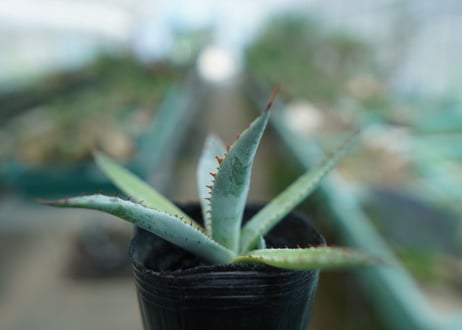 アガベ　屈原の舞扇 Agave 'Kutsugen no Maiougi'   No.2