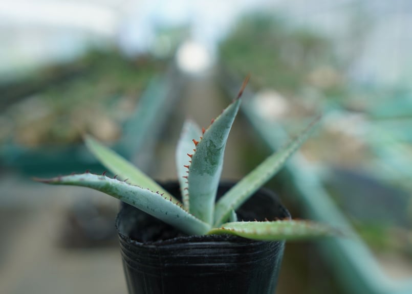 アガベ 屈原の舞扇 Agave 'Kutsugen no Maiougi' No.2 |