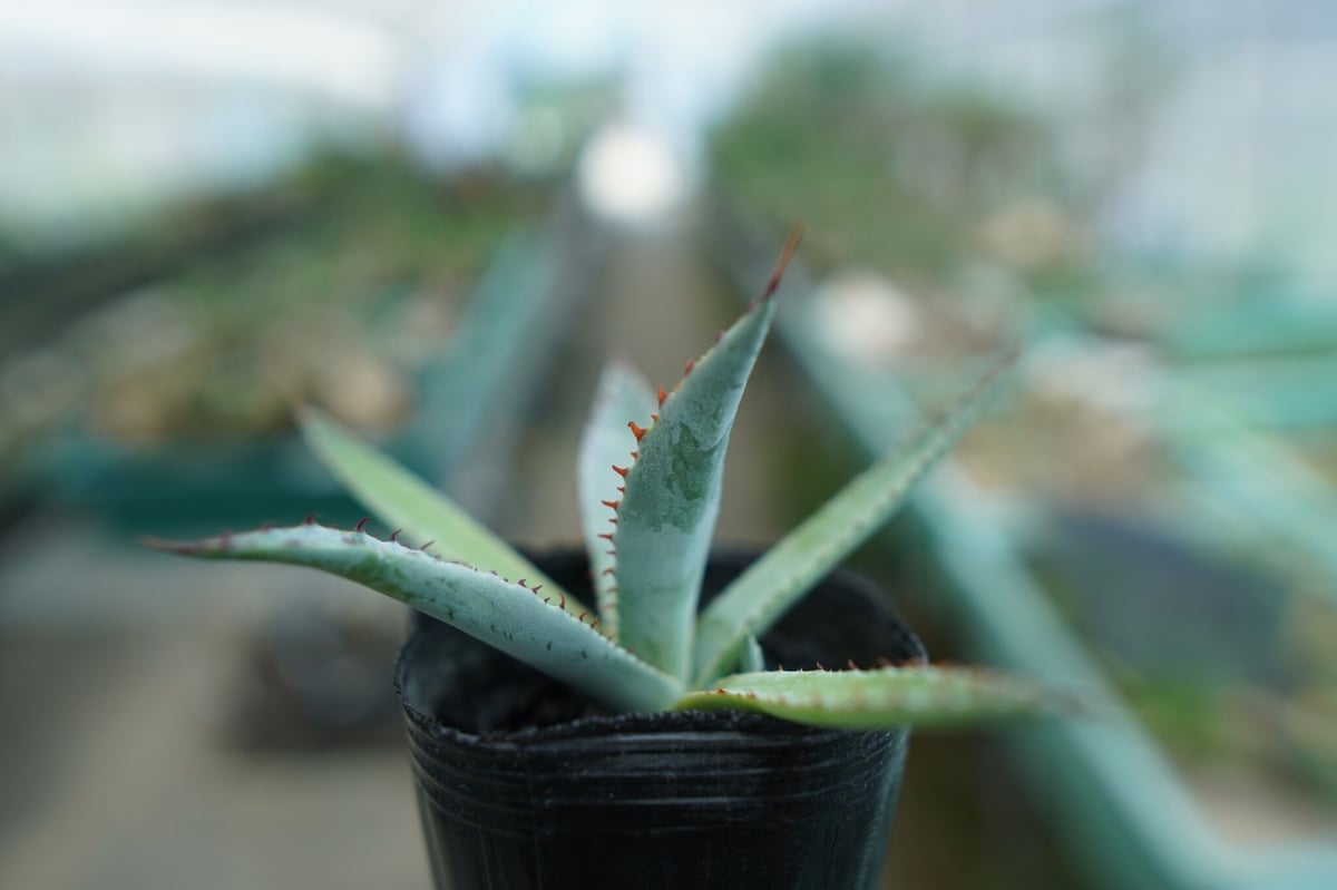 アガベ 屈原の舞扇 Agave 'Kutsugen no Maiougi' No.2 |