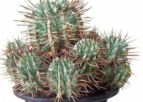Euphorbia horrida　ユーフォルビア ホリダ群生
