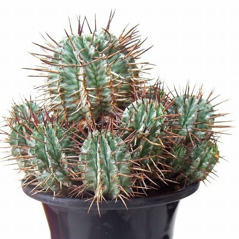 Euphorbia horrida ユーフォルビア ホリダ群生 | mana's farm:塊
