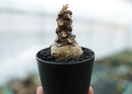ドルステニア フォエチダ Dorstenia foetida　No.1