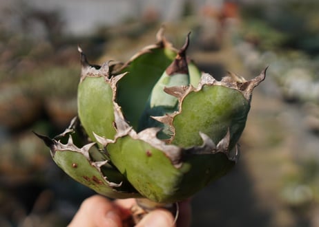 agave　titanota　ブラックアンドブルー　No.13