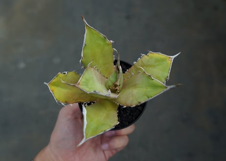 アガベ　チタノタ　 獅子光 agave titanota Lion light 子株  No.2