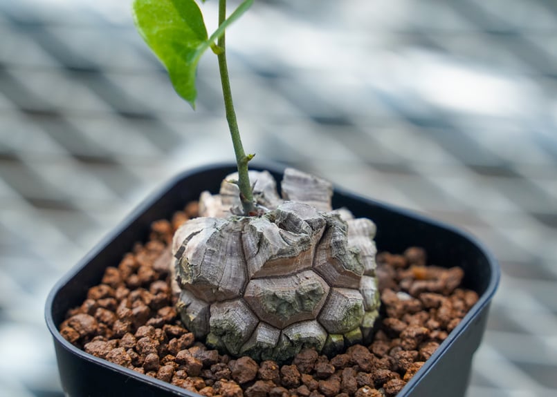 亀甲竜 No.11 | mana's farm:塊根植物・アガベ・ドライガーデン植物