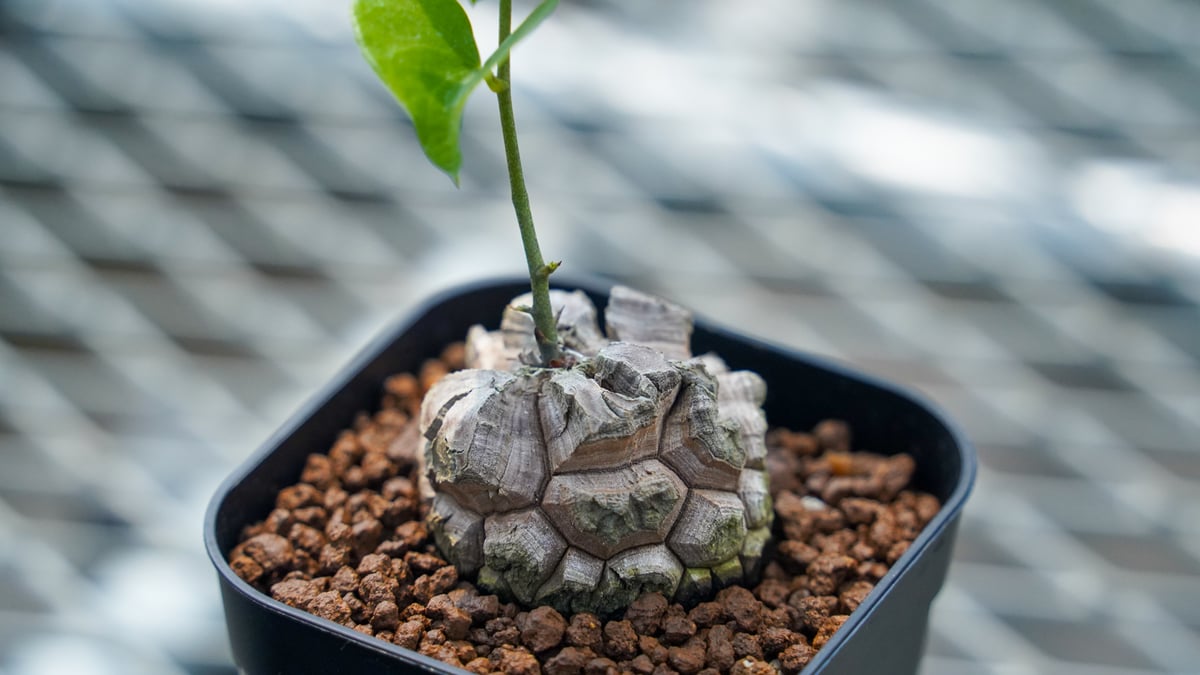 亀甲竜 No.11 | mana's farm:塊根植物・アガベ・ドライガーデン植物