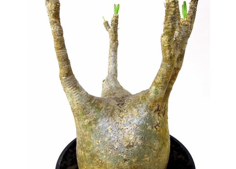 パキポディウム  グラキリス　 Pachypodium Gracilius №１