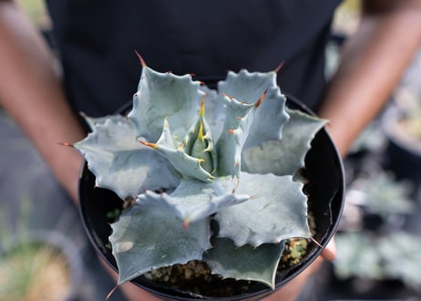 Agave Isthmensis