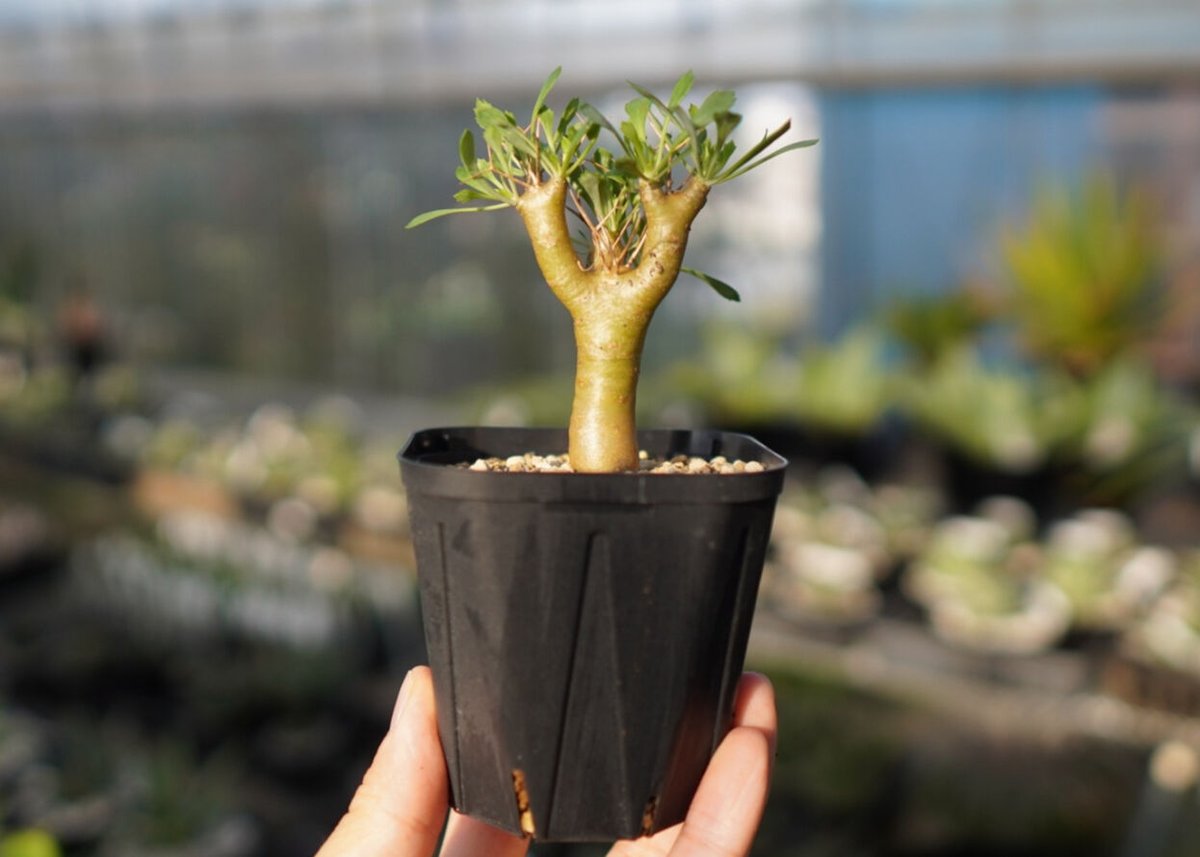 スタッフ一押し】オトンナ ユーフォルビオイデス 【2】 | mana's farm