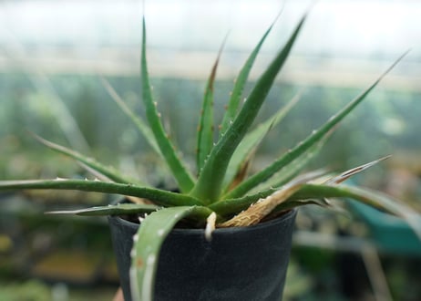 アガベ　ユタエンシス　Agave uthaensis　No.10