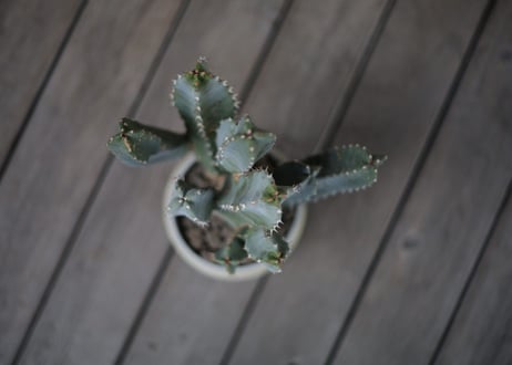 ユーフォルビア 白角キリン Euphorbia resinifera