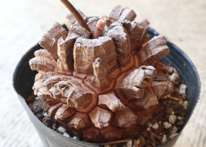 いつえまさん専用ゾウM、パキプス、亀甲竜 Amazon.co.jp: 亀甲竜 冬型植物 塊根 検索 パキプス パキポディウム