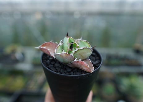 アガベ　チタノタ　 ブラックアンドブルー 　Agave titanota black and blue