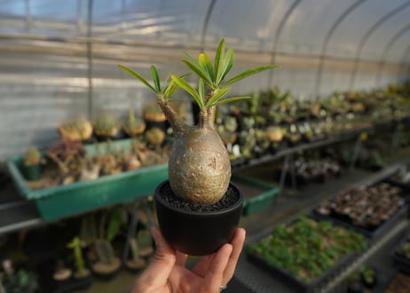 パキポディウム　グラキリス　 Pachypodium Gracilius  No.3