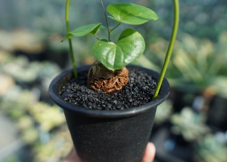 亀甲竜　Dioscorea elephantipes No.7