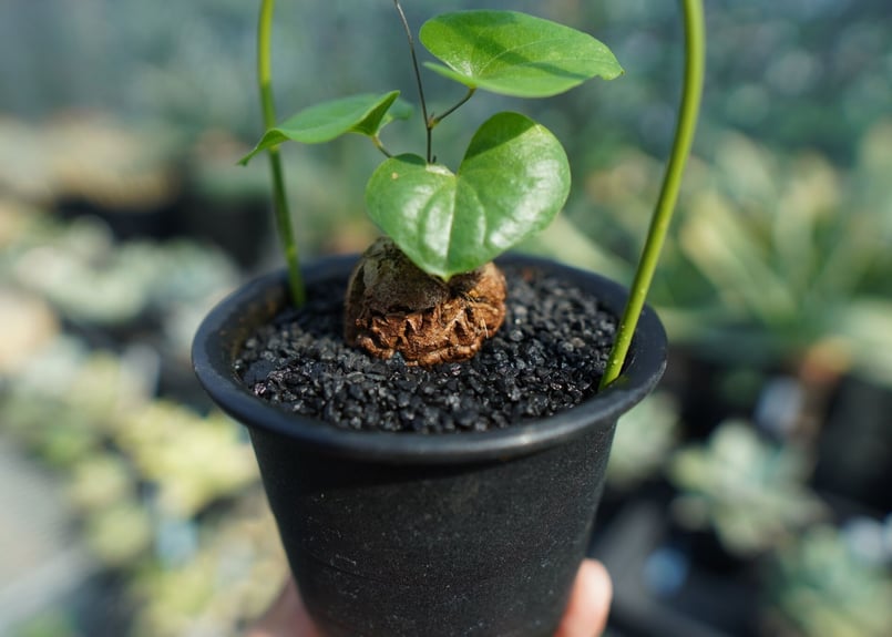 亀甲竜 Dioscorea elephantipes No.7 | mana's farm:塊