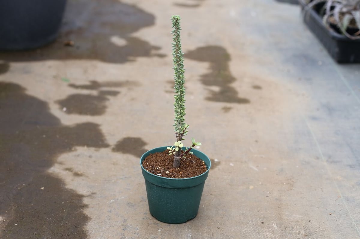 ケラリア ナマクエンシス 接ぎ木 | mana's farm:塊根植物・アガベ