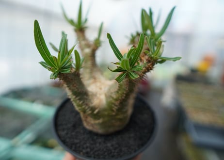 パキポディウム　グラキリス　Pachypodium  Gracilius No.6