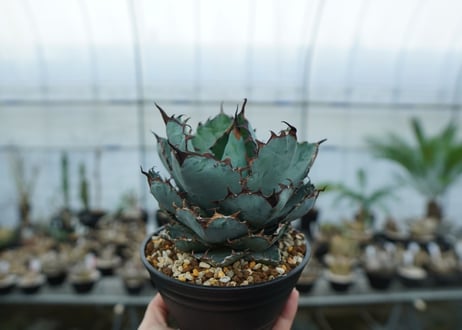 アガベ　チタノタ　 ブラックアンドブルー 　Agave titanota black and blue　NO.9