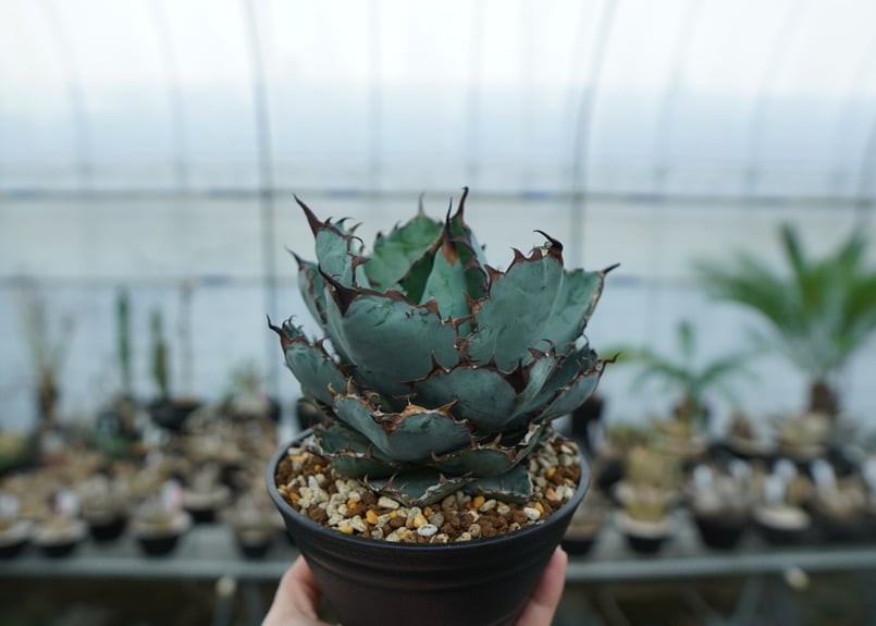 アガベ チタノタ ブラックアンドブルー Agave titanota black and