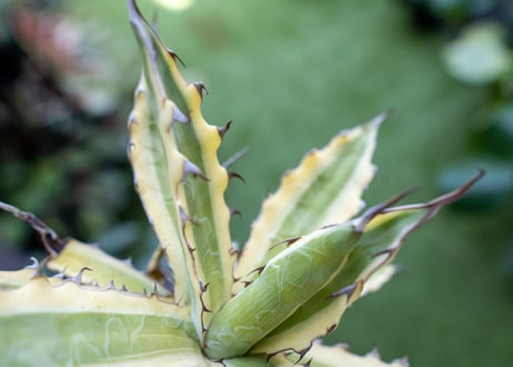 Agave xylonacantha “Frostbite”  NO.3     (G)