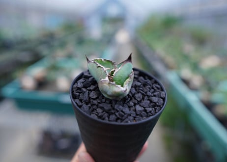 アガベ　チタノタ　 ブラックアンドブルー 　Agave titanota black and blue　No.4
