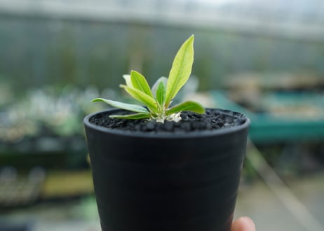 パキポディウム　恵比寿笑い　Pachypodium brevicaule　No.7