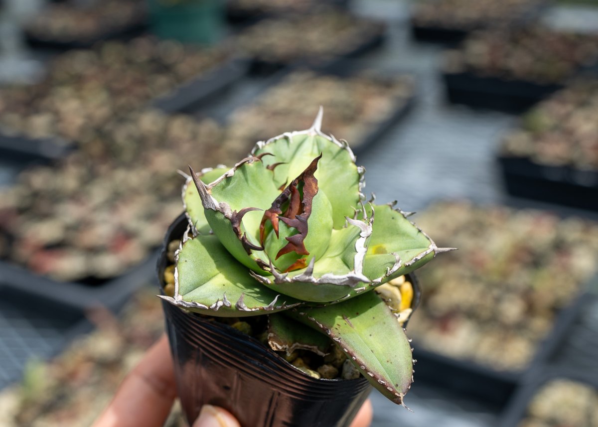 【アガベ　親苗セット　＋オマケオテロイ実生　特価】 アガベ おまかせ3苗セット 2号ポット苗