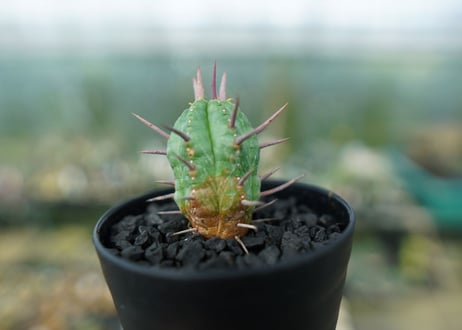 ユーフォルビア　フェロックス　Euphorbia ferox