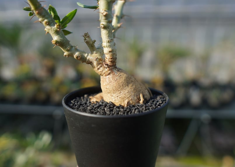 パキポディウム ビスピノーサム Pachypodium bispinosum No.2 | m