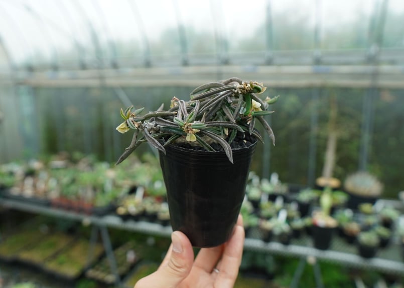 ユーフォルビア キリンドリフォリア Euphorbia cylindrifolia ユーフォルビア キリンドリフォリア Euphorbia cylindrifolia