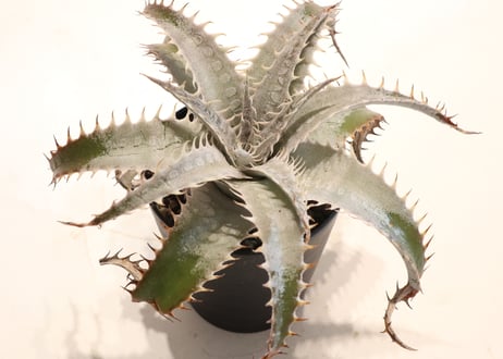 Dyckia ML#05 x delicata GF F1