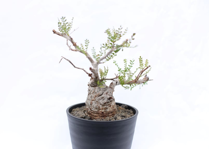 オペルクリカリア パキプス no.9 | mana's farm:塊根植物・アガベ