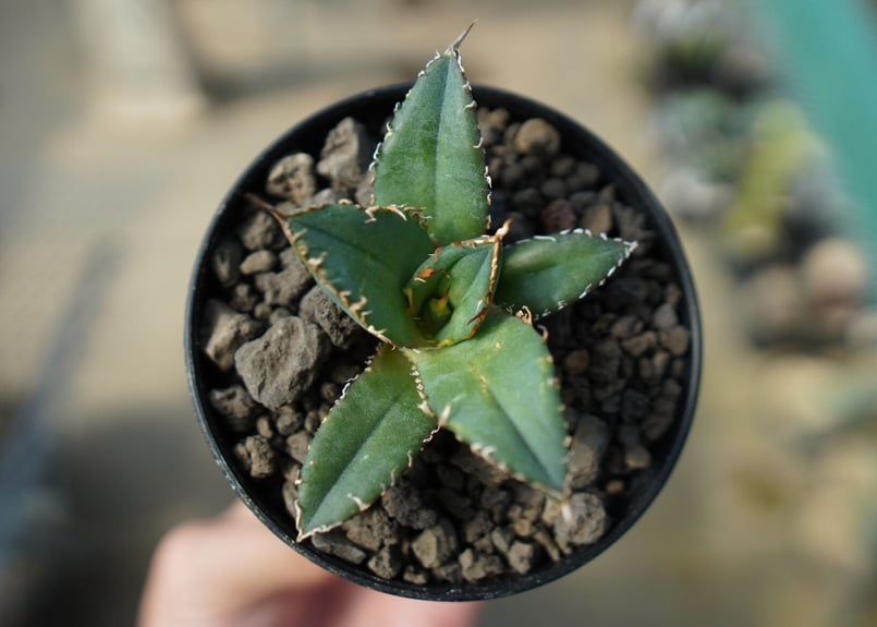 オンライン限定】アガベ チタノタ FO-76 agave titanota FO-76 N