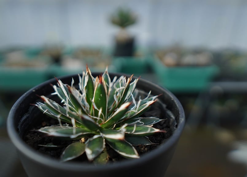 アガベ フィリフェラ シディゲラ agave filifera ssp. schidigera