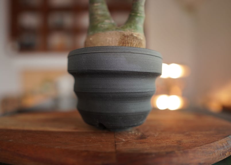 最終値下げ　アデニアグラウカ 最終値下げ アデニアグラウカ