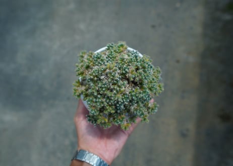 トリコディアデマ　デンサム　Trichodiadema densum