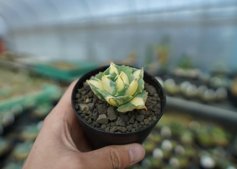 アガベ　王妃雷神錦　黄中斑　Agave　“Ohi Raijin Nishiki Kinakahu”