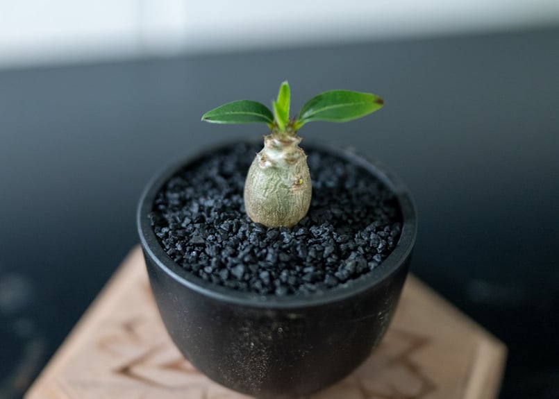 パキポディウム ウィンゾリー 沖縄実生 | mana's farm:塊根植物