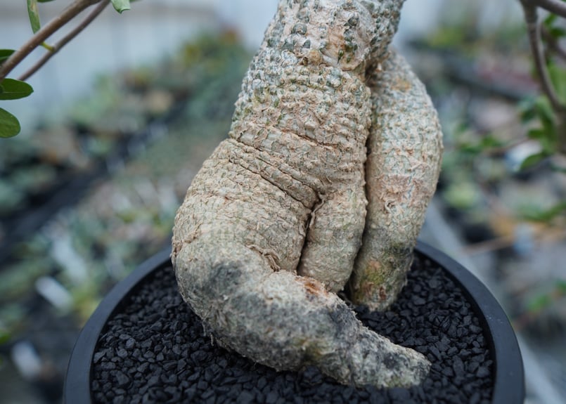 フォッケア エデュリス ”火星人” Fockea edulis | mana's farm:塊