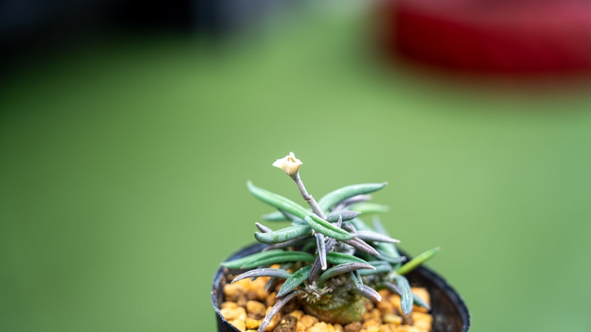 キリンドリフォリア トゥベリフェラ | mana's farm:塊根植物・アガベ