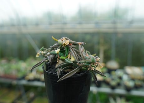 ユーフォルビア キリンドリフォリア Euphorbia cylindrifolia
