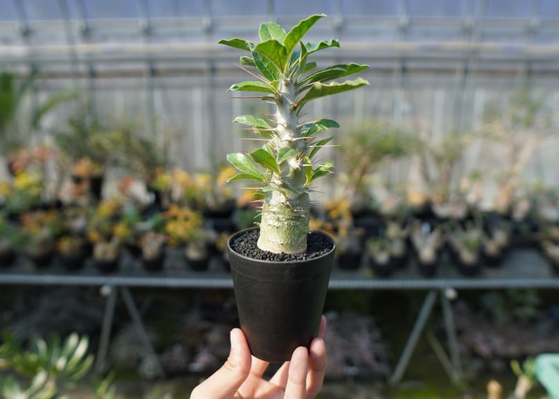 パキポディウム・サンデルシー　国内実生 パキポディウム サンデルシー 国内実生 | mana's farm:塊根植物