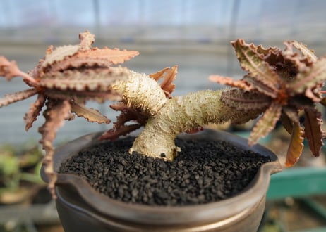ユーフォルビア　フランコイシー　Euphorbia  francoisii