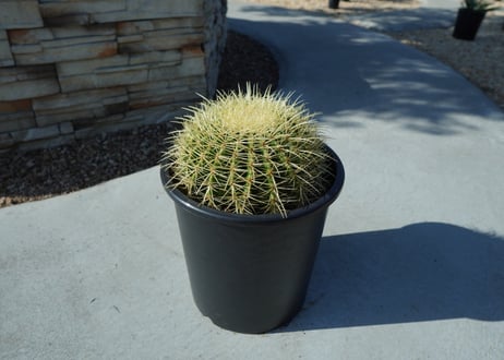 金鯱　Echinocactus grusonii No.1