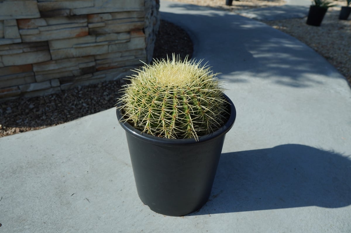 金鯱 Echinocactus grusonii No.1 | mana's farm:塊根植