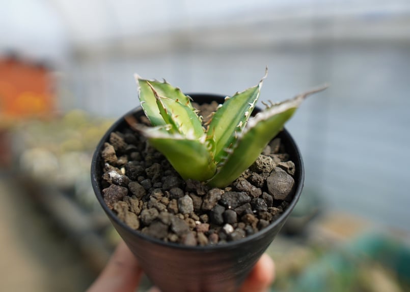 アガベ チタノタ錦 Agave titanota Variegated | mana's fa