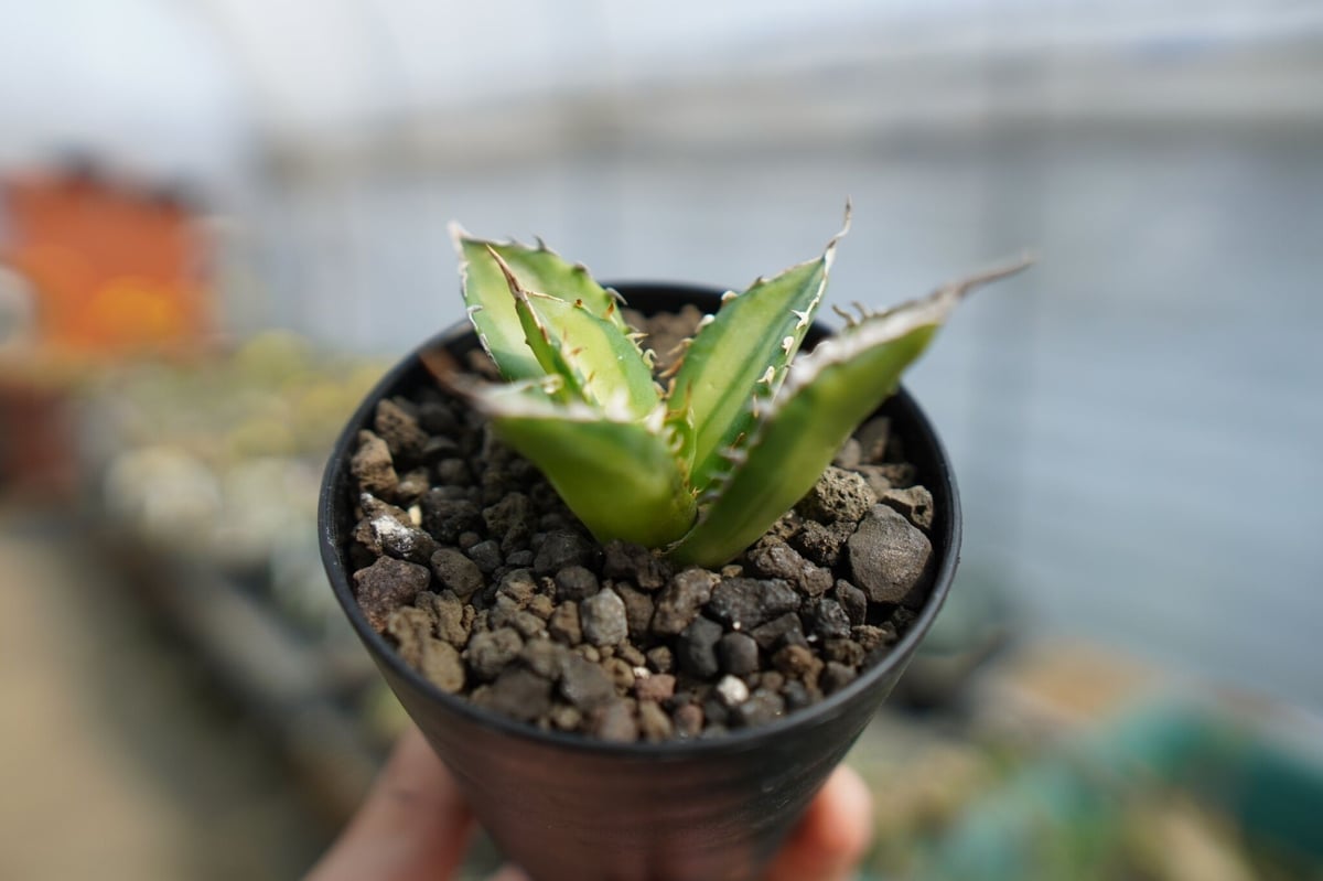 アガベ チタノタ錦 群生！ AGAVE Titanota チタノタ - インテリア小物