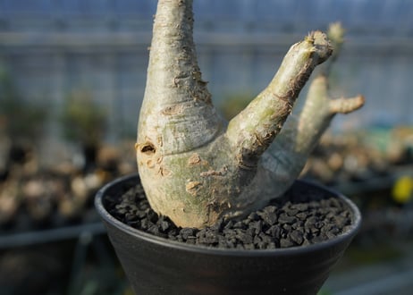 パキポディウム マカイエンセ　Pachypodium makayense　No.5